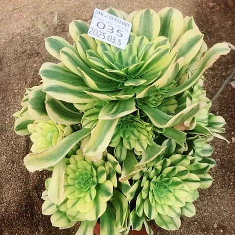 格*3.5-35金丝多肉植物
