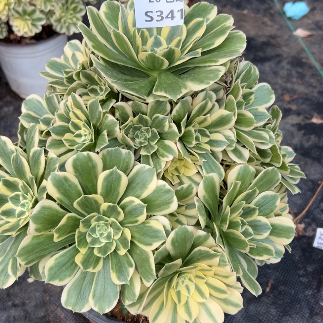 341冷月，多肉法师