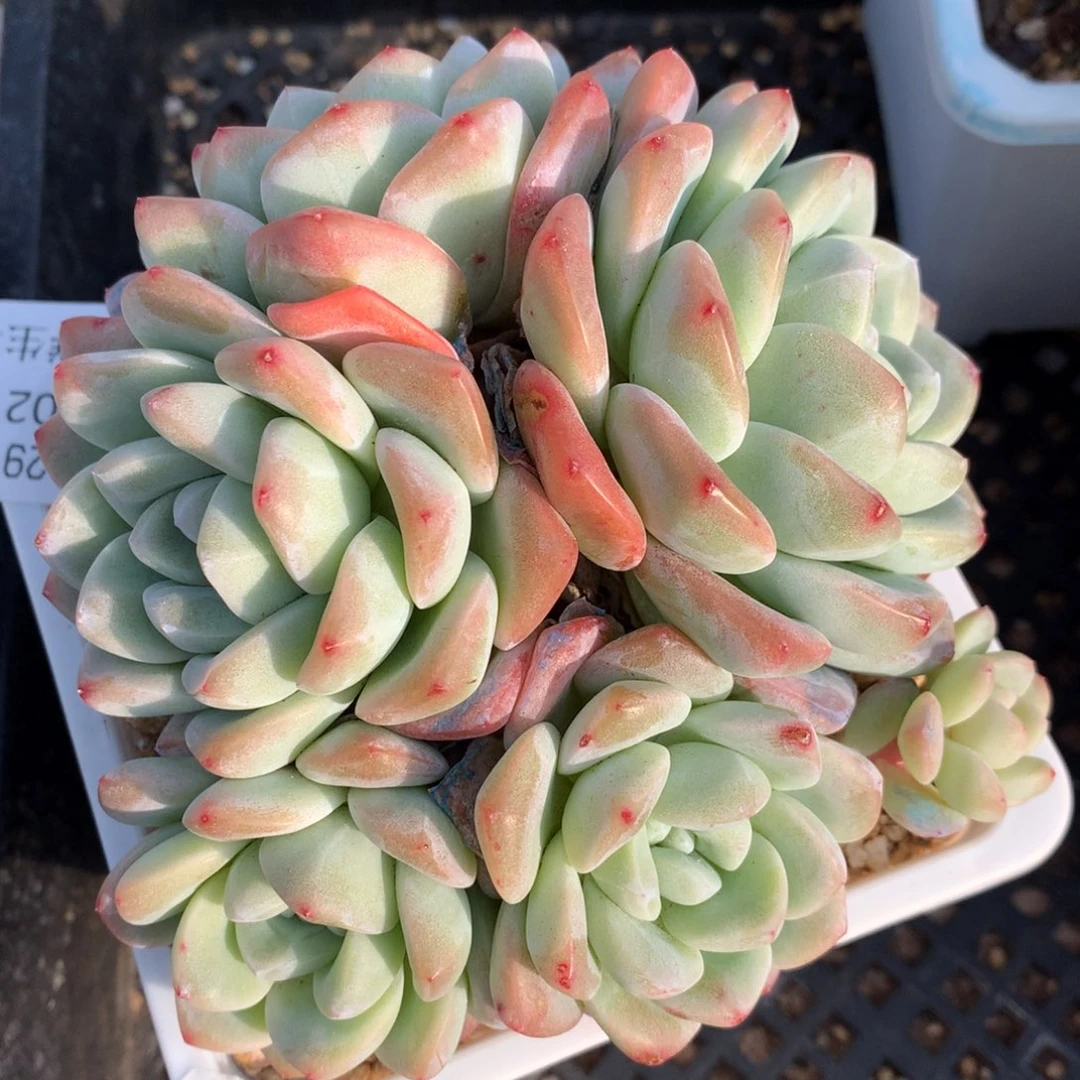 0211-33 冰玉劳老桩