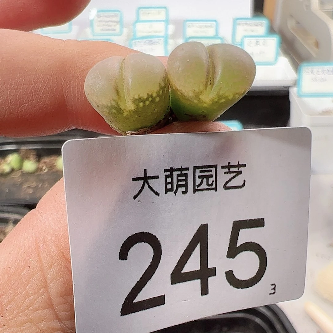 0000245 AP种源PNSP一物一拍……