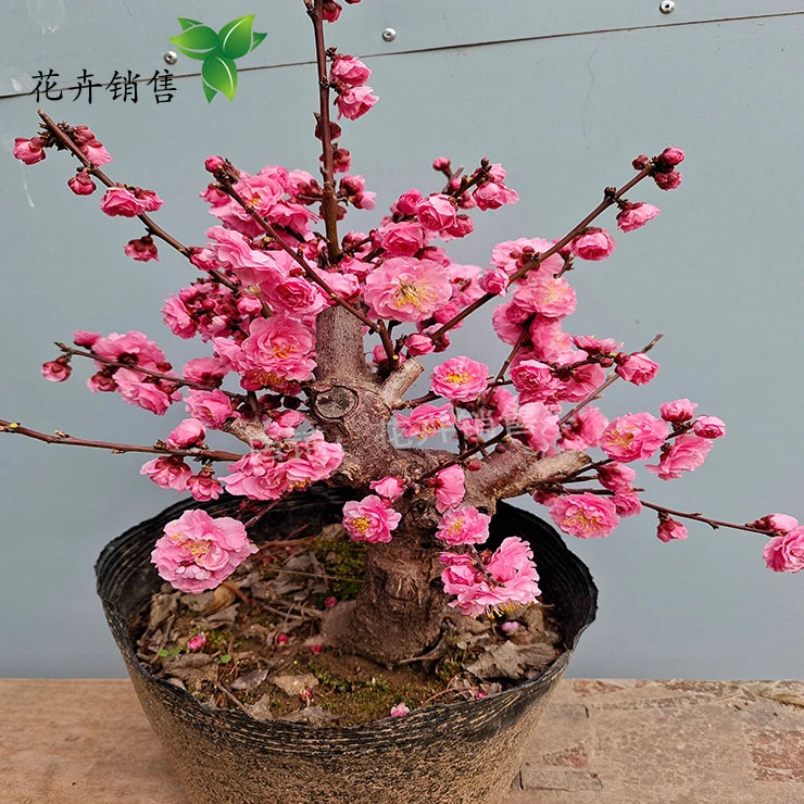 老桩丰厚梅重瓣大花朵红梅梅花盆景耐寒室内外植物花期长当年开花