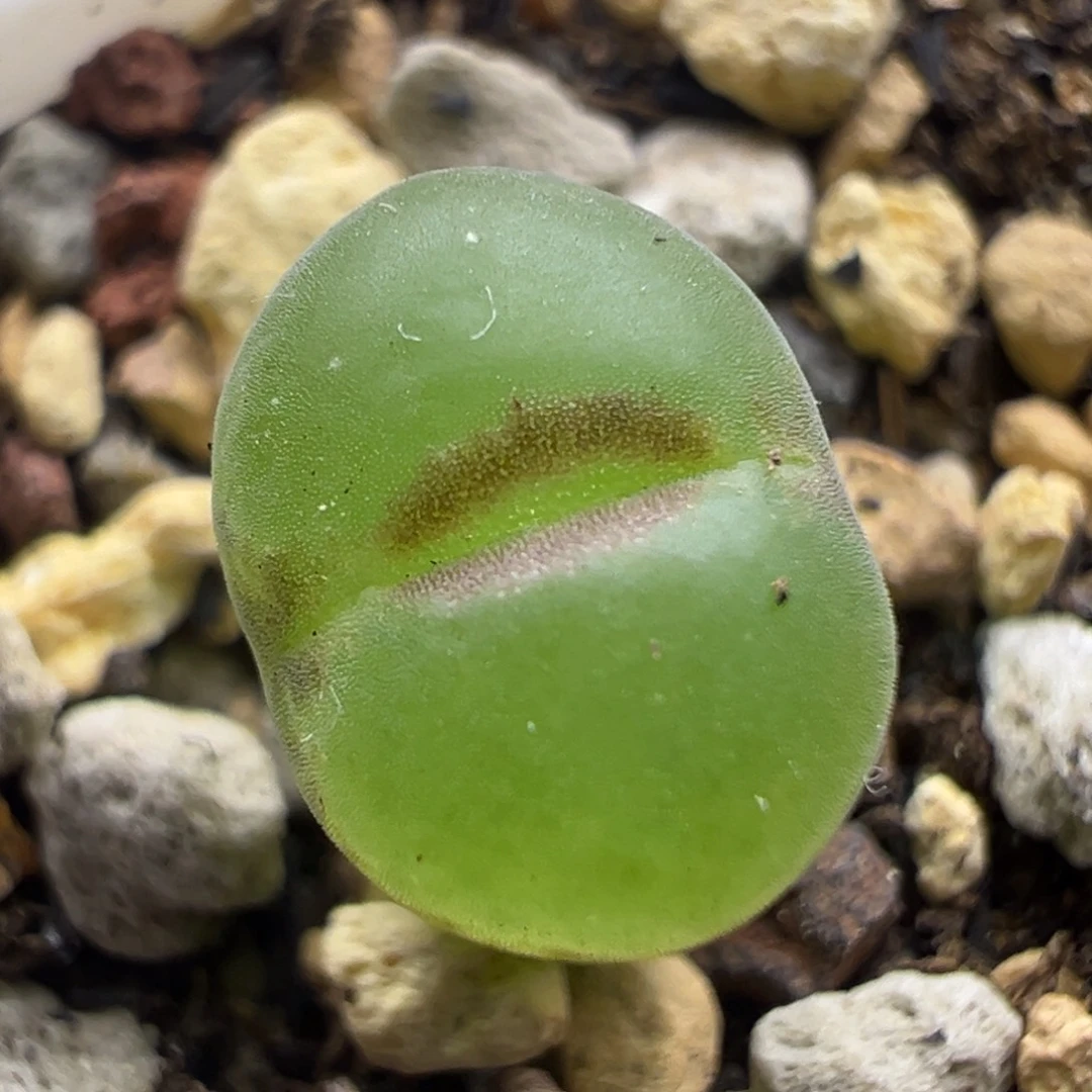 7粉红女郎纽扣母本一物一拍