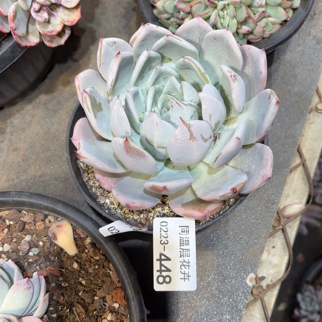 同温层多肉448卡杂