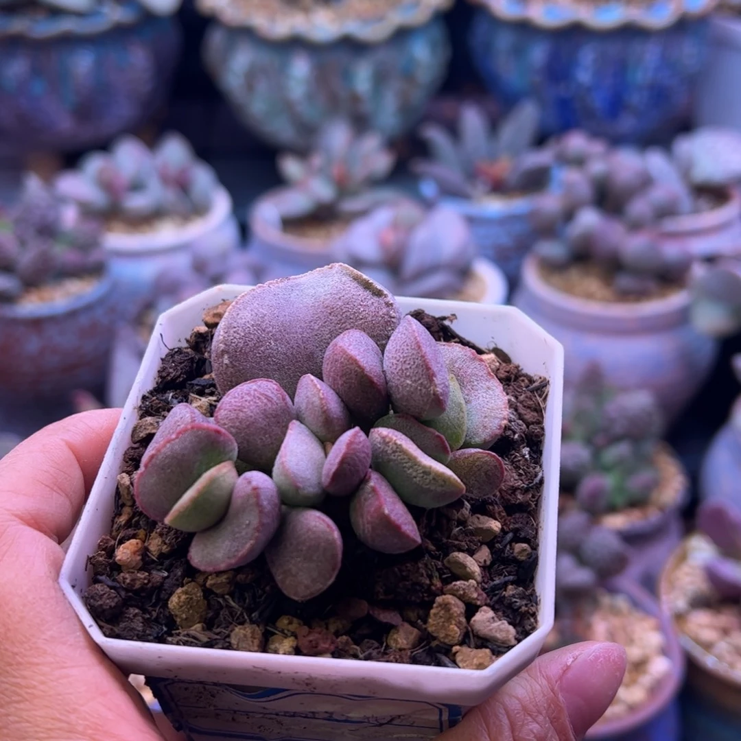 小***子清卷补差价。    带盆。