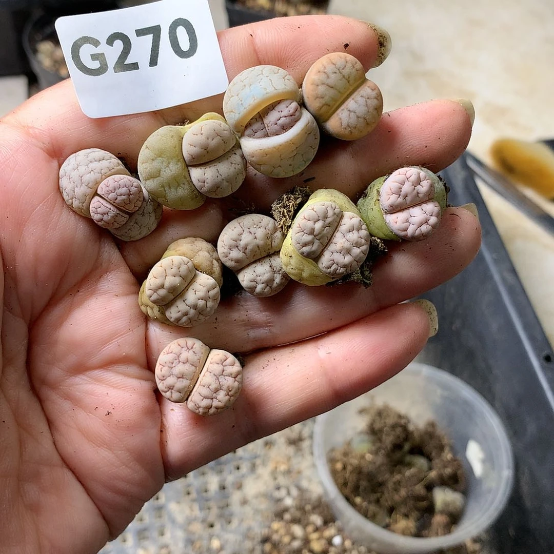 浅***雨G270多肉植物保护
