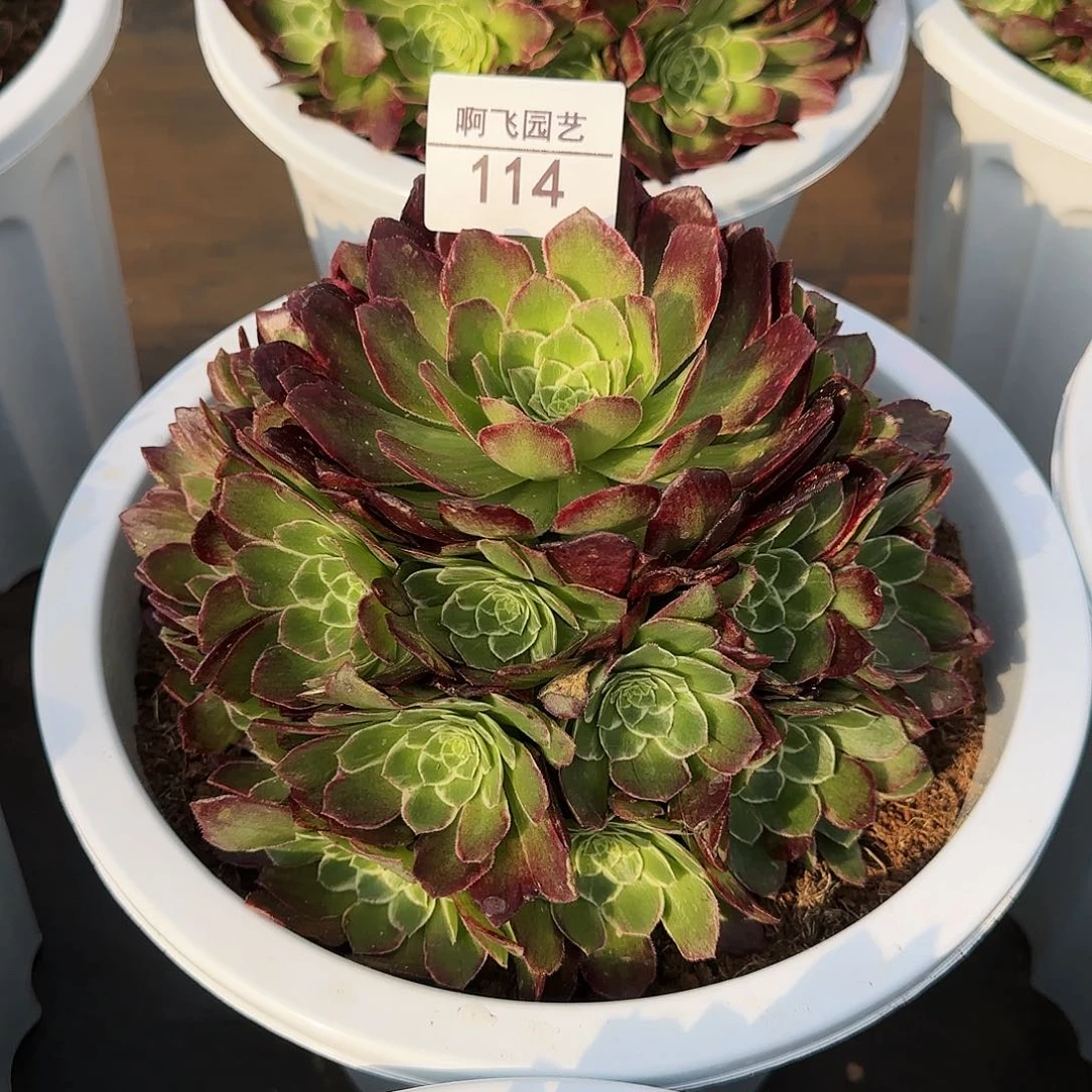 浮**翩114多肉 寄养 海王拉丝法师