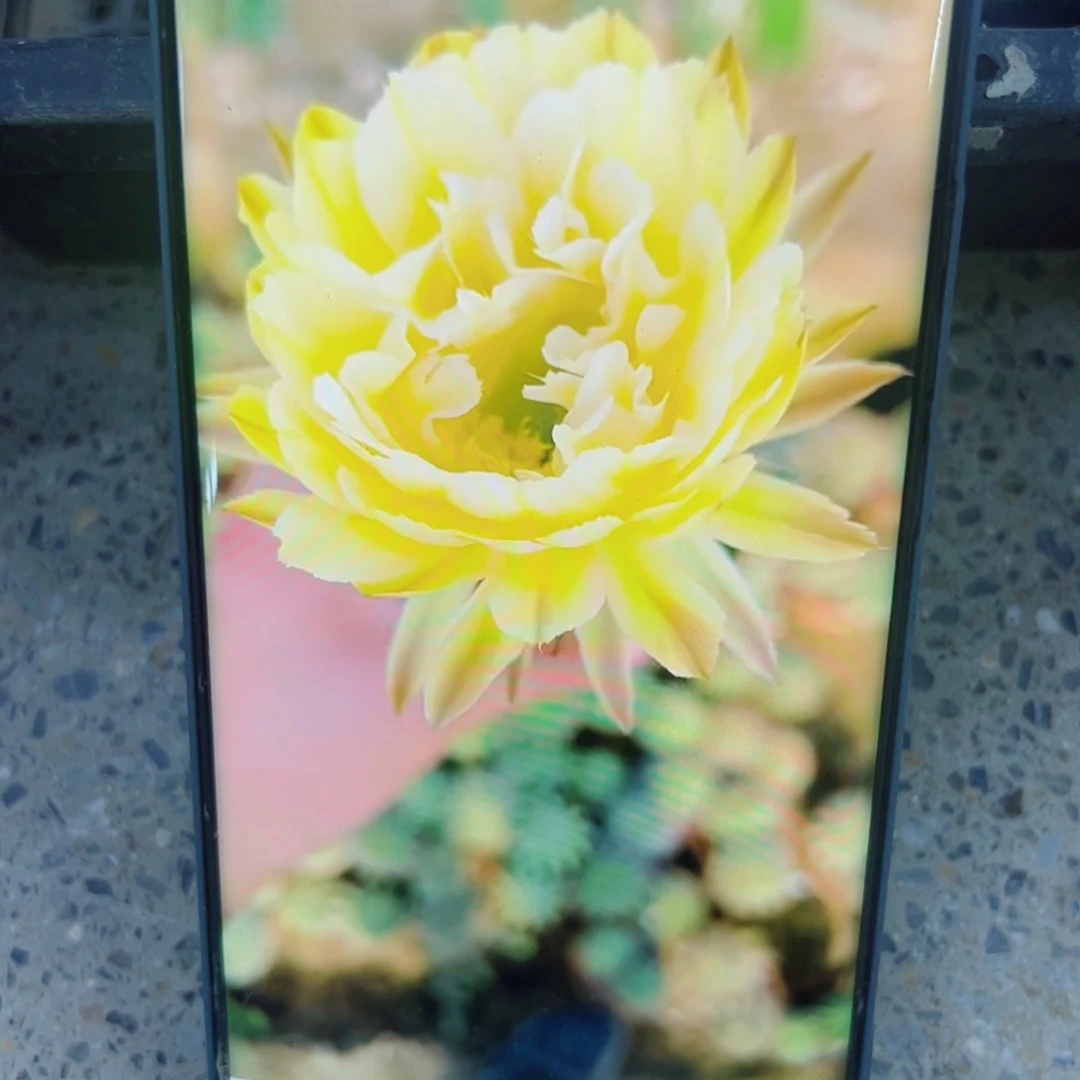 下87彩草144 歪无根侧芽4公分左右20包邮