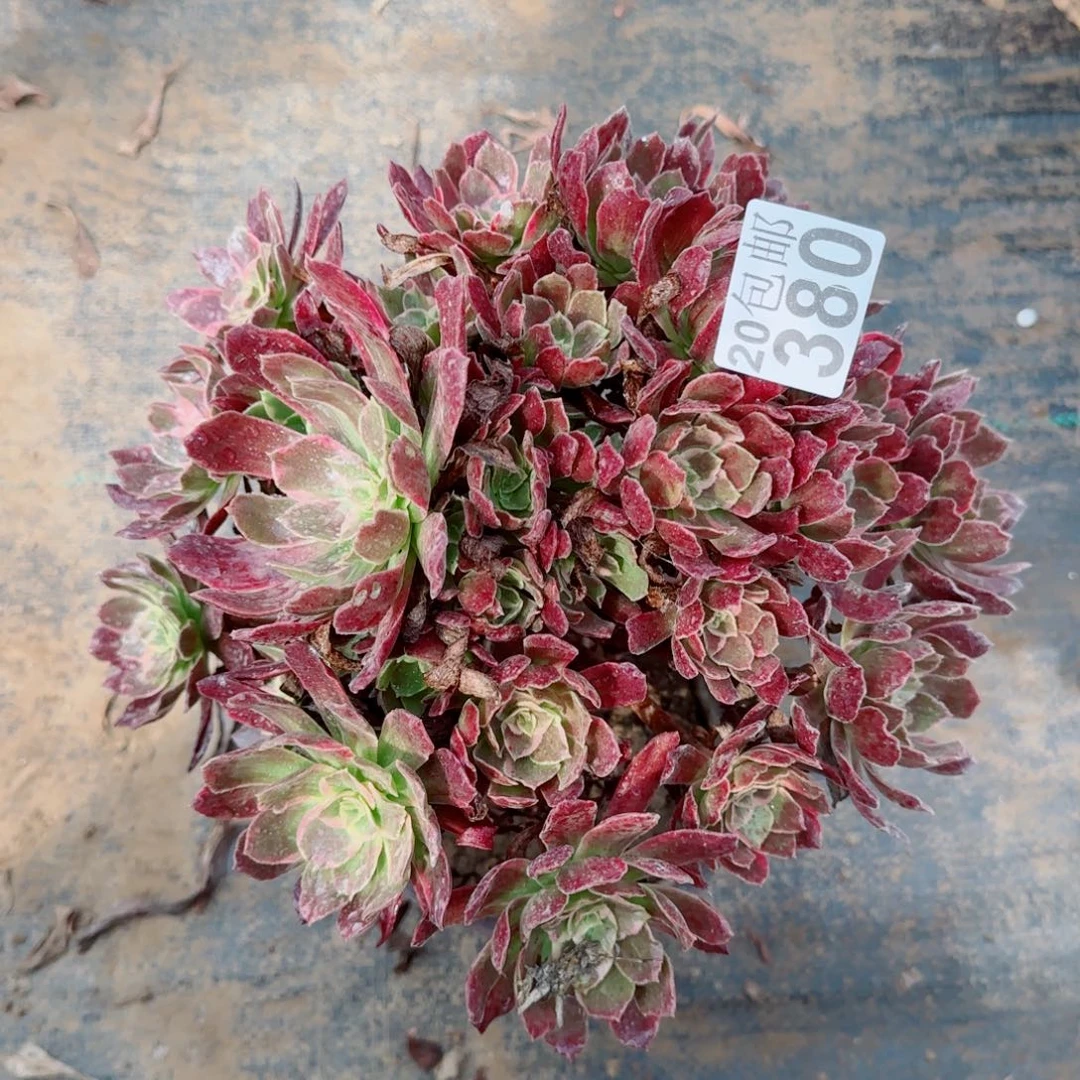 赤霞飞380满20包邮断枝不包