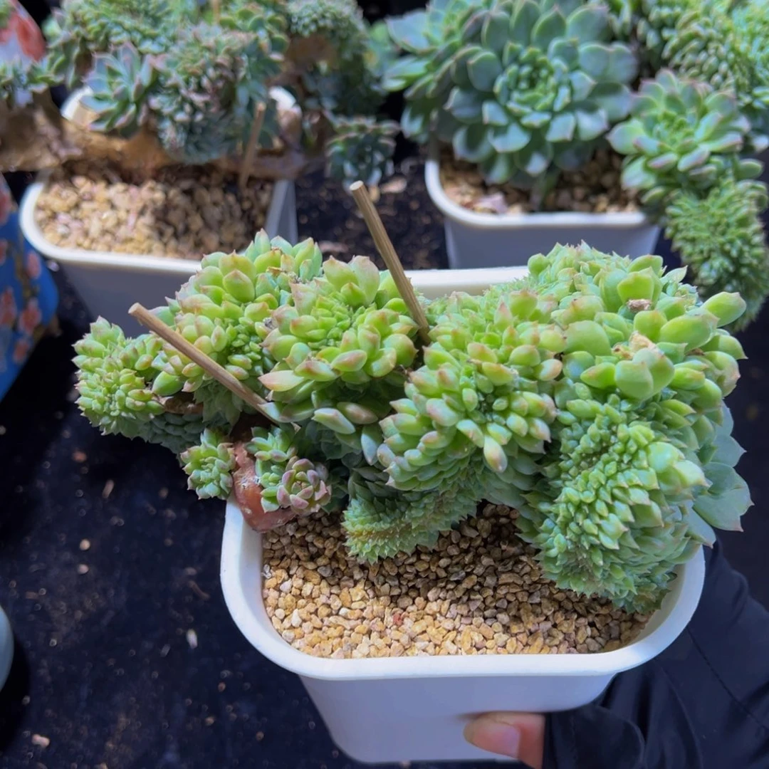 小桃花冰魄缀 天天开心
