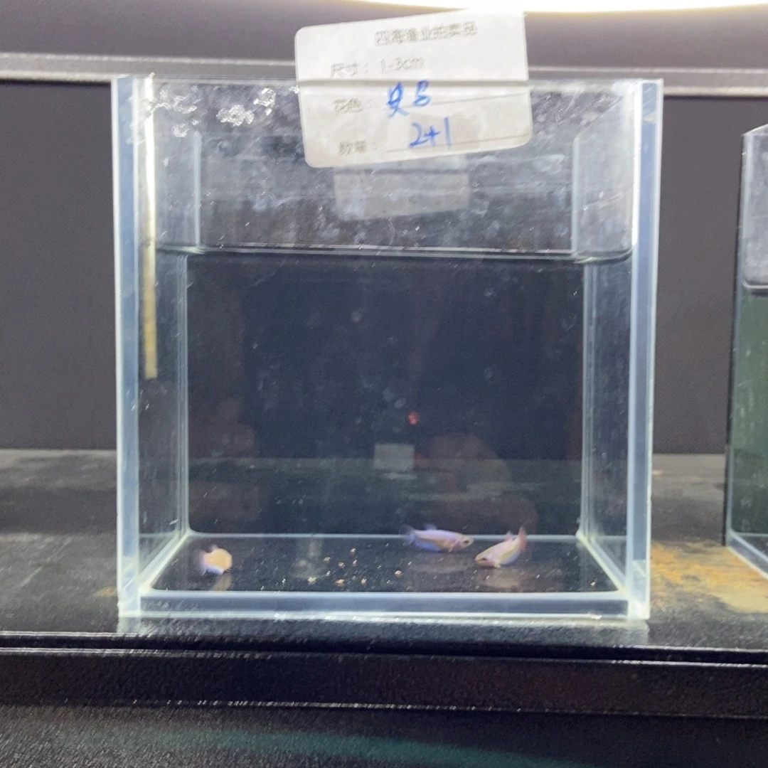 斗鱼包活不包损所见即所得110