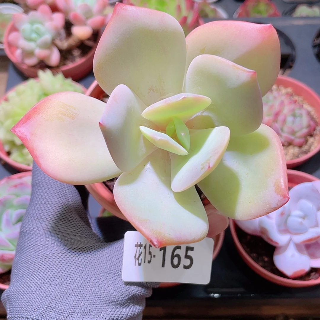 花利美15-165白凤