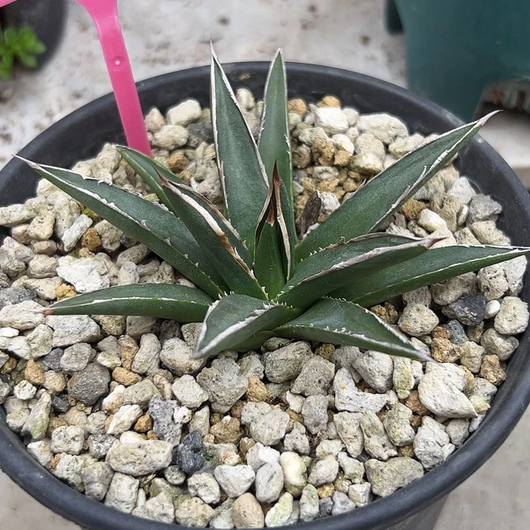 雪岭一物一拍偏远不包邮不退不换