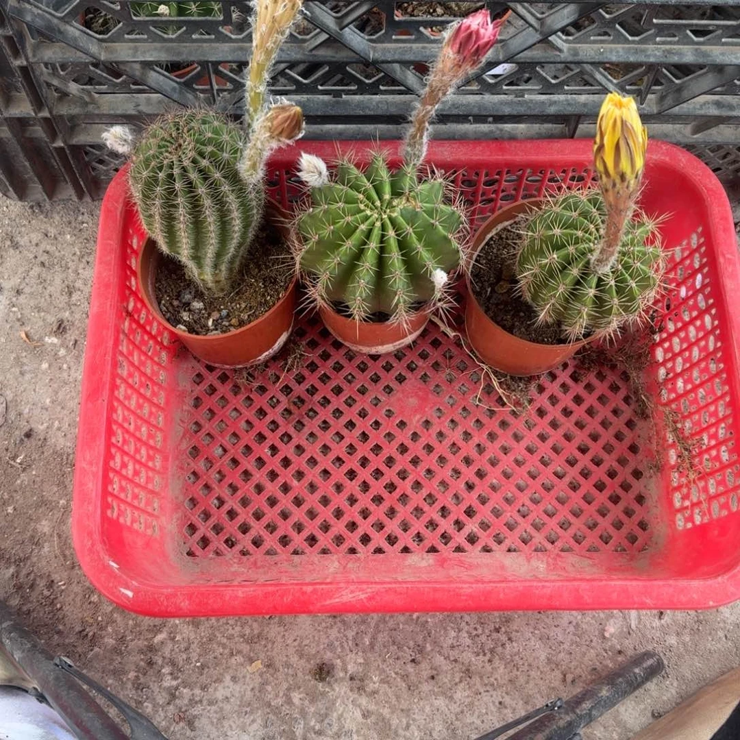 蓝***花无花朵彩草哈哈哈哈哈哈哈