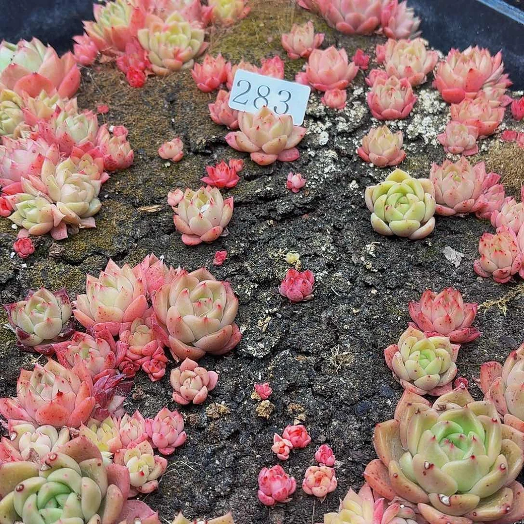 多肉植物多肉植物283