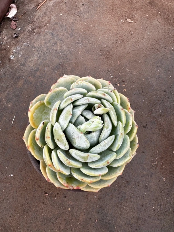 劳林多肉植物2盆新手好养绿植盆栽（偏远地区不发货）