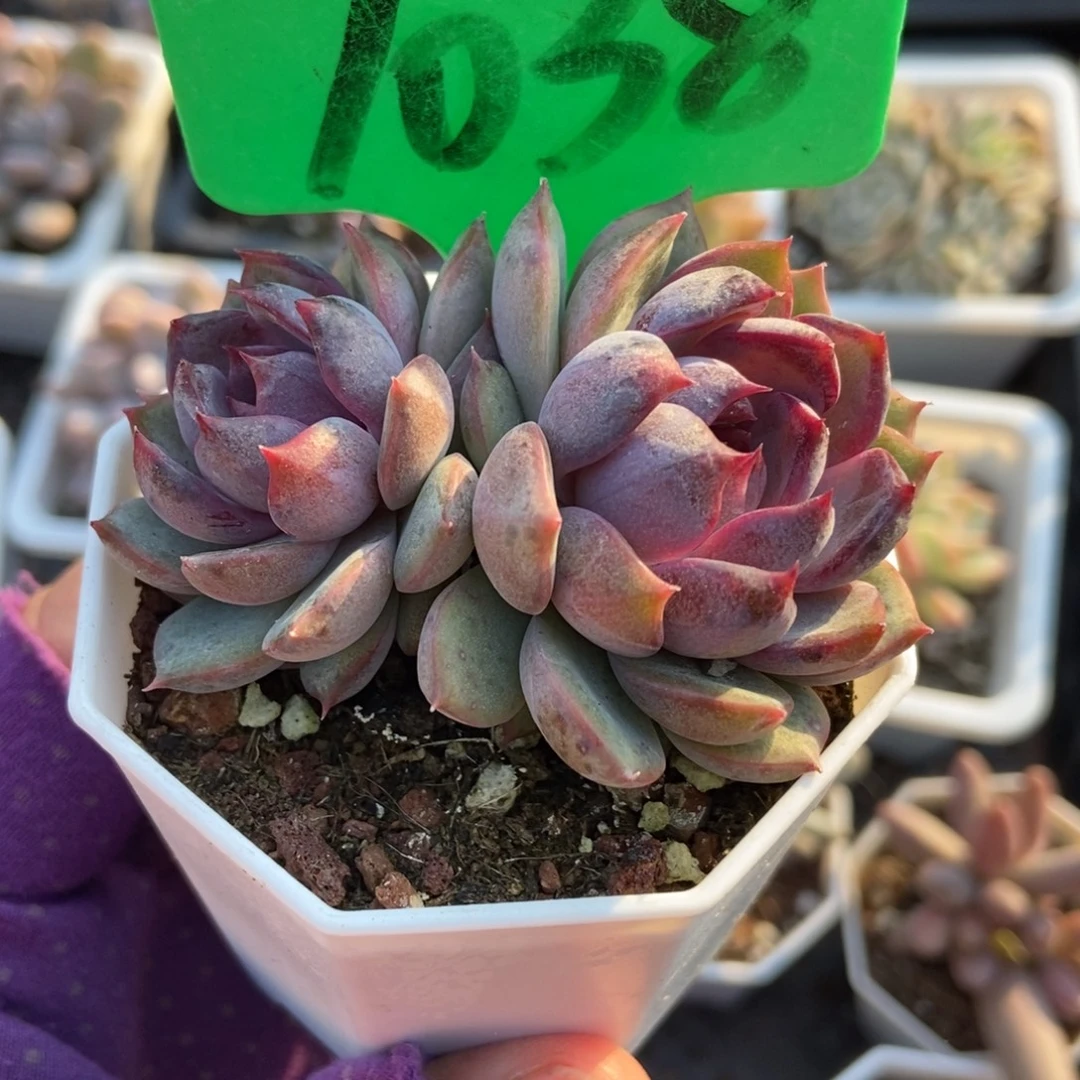 1038蓝色妖姬多肉植物