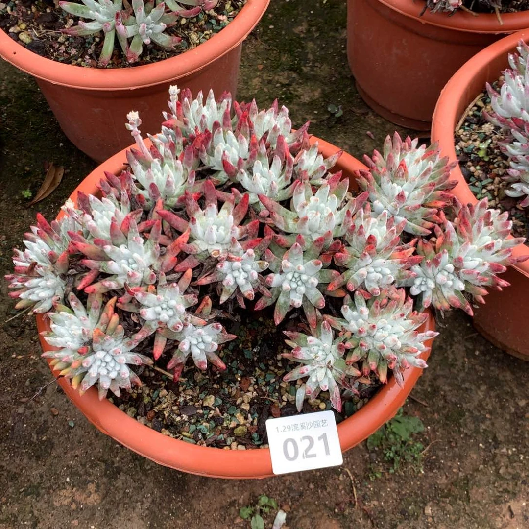 雪花，2月8日发货