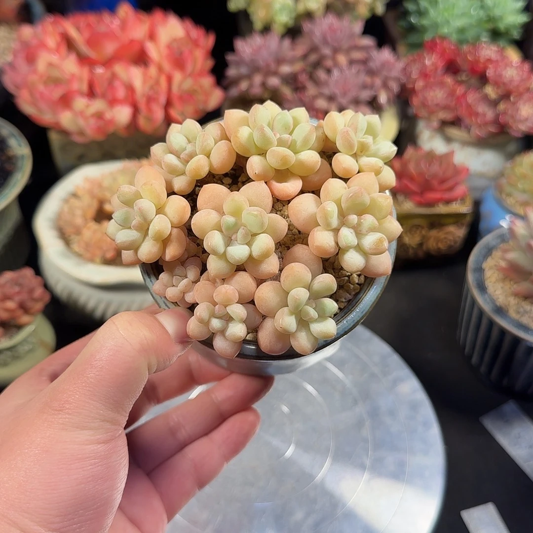 泡泡糖10cm带盆土发货