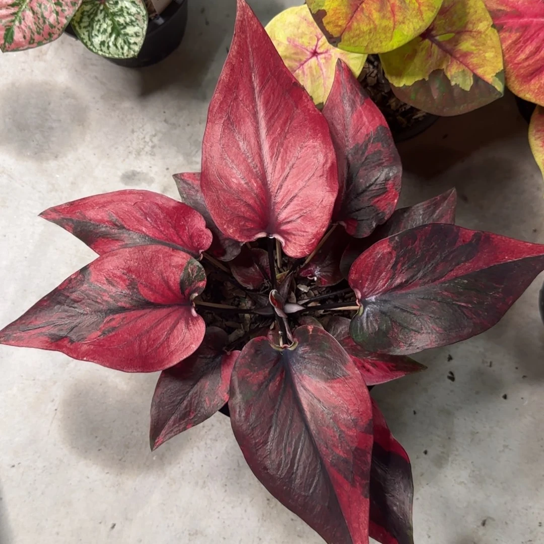 140-0915泰国发货新品实生