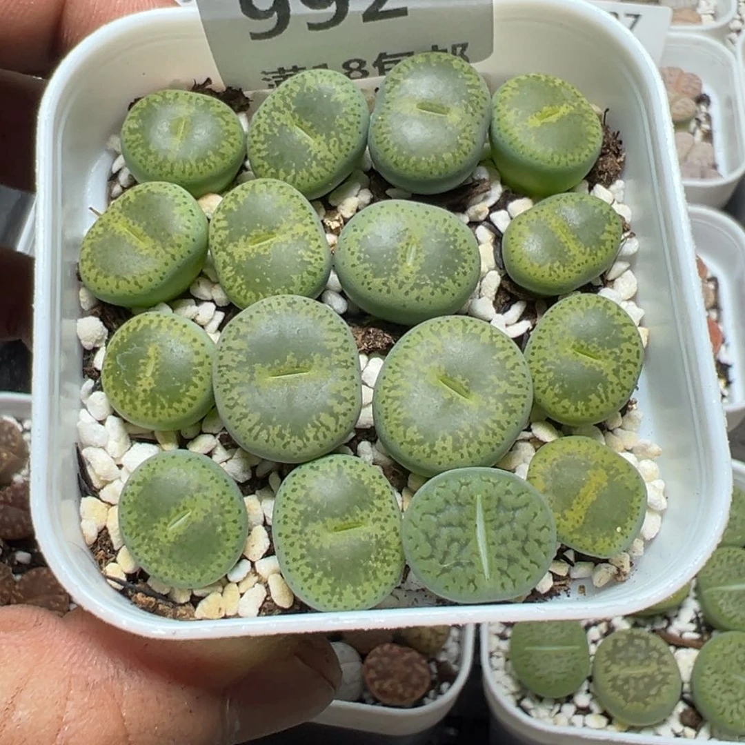 【闪购商品】 992。