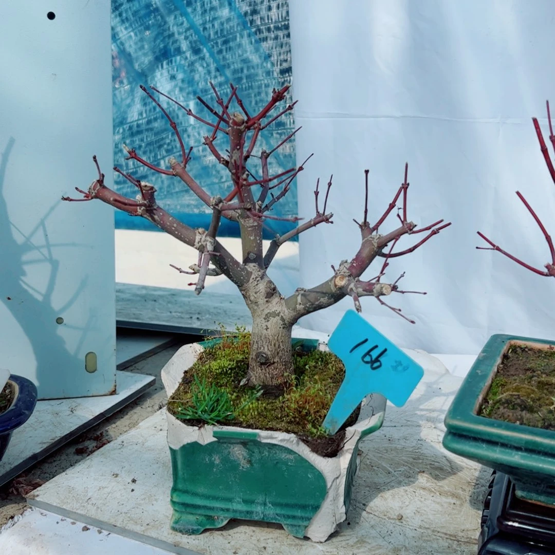 爱**人枫树枫树枫枫树