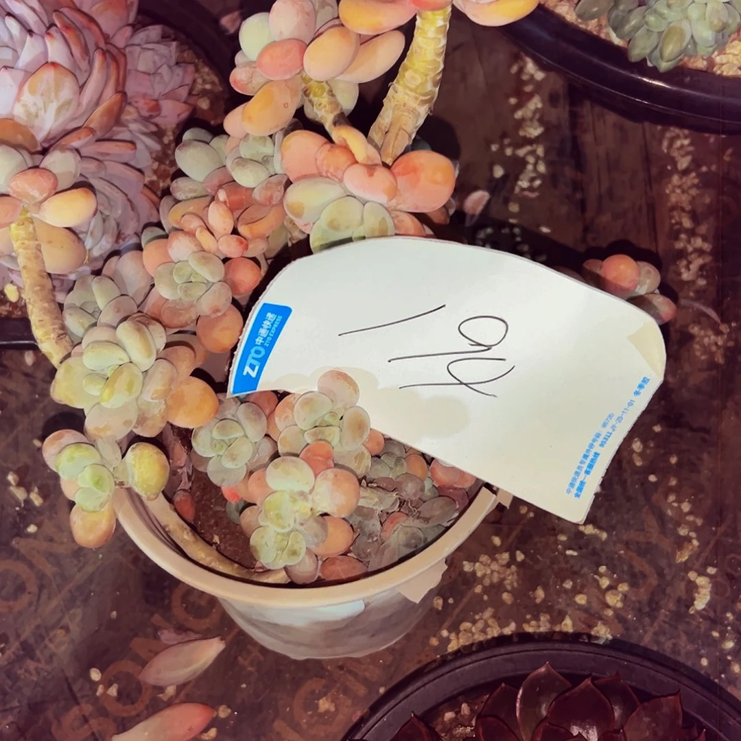 可***爱194号一物一拍脱土包邮