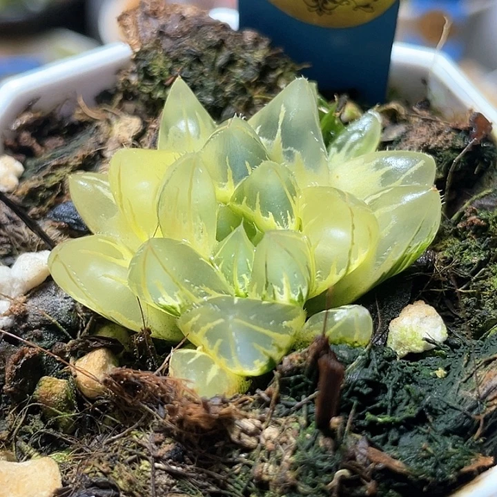 761糊斑北极叉水晶锦特约哦福利