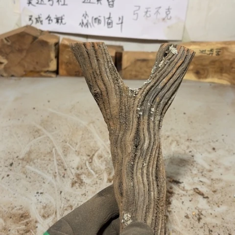 大果紫檀（缅甸花梨）长****学