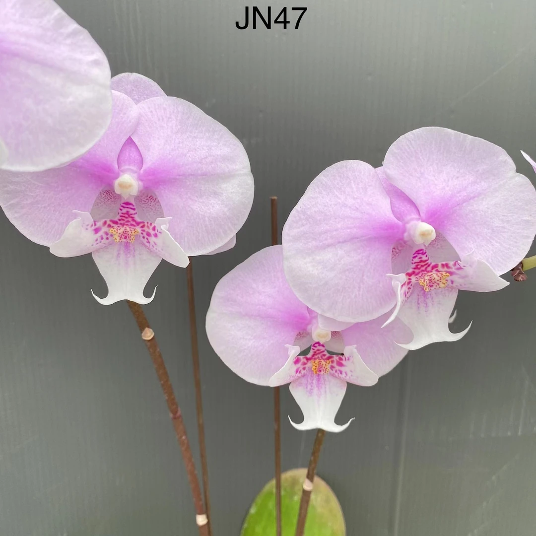 新品福利   鼎汉JN47   3.5寸杯苗   保对版。