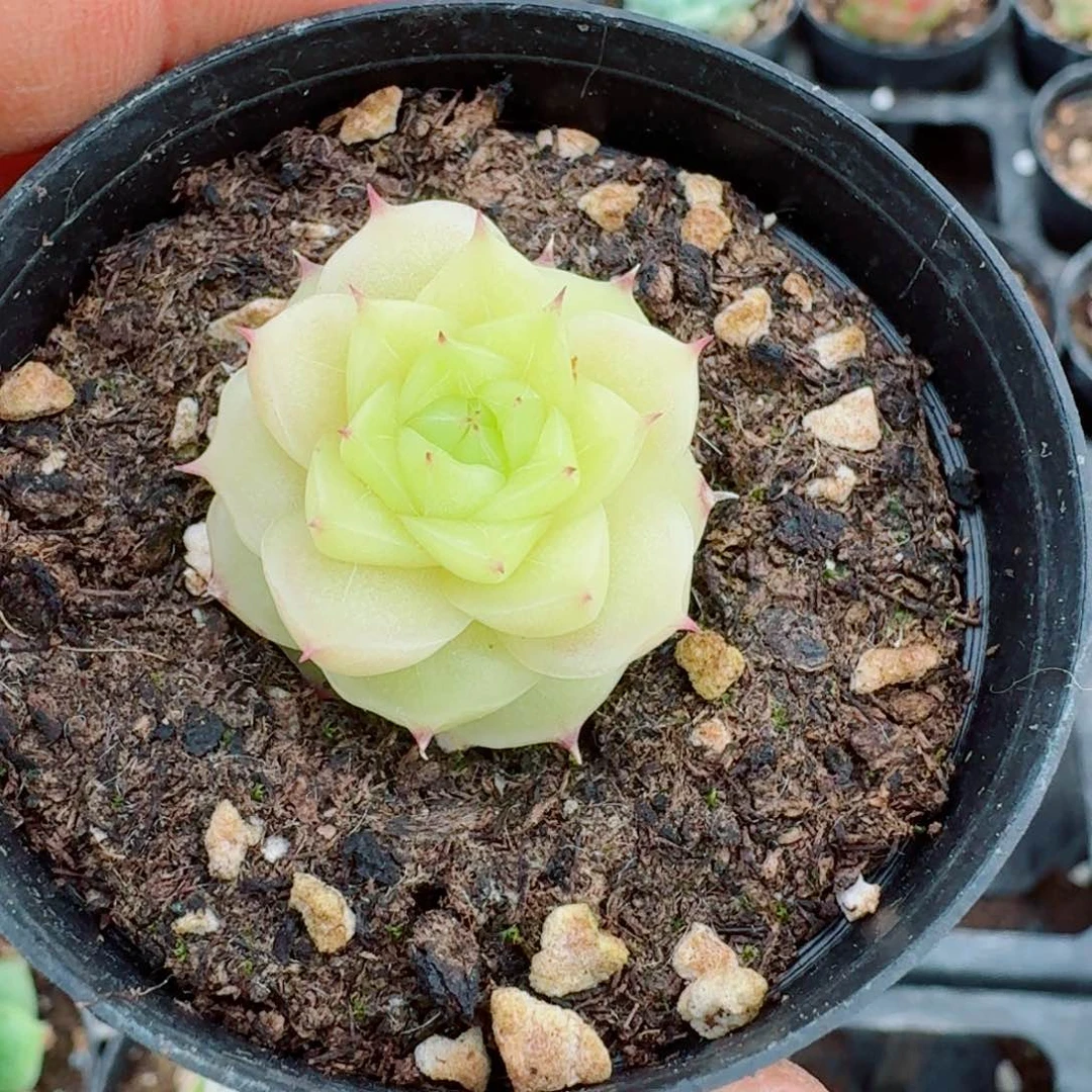 多肉杂交一物一拍29-45