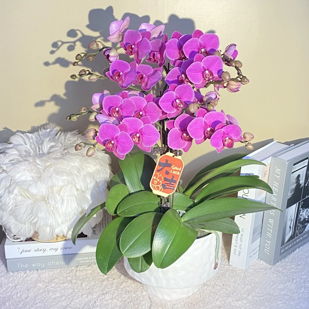 秘密花园 福星高照 蝴蝶兰 紫红丝绒花瓣  美观带花带花苞