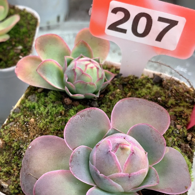 【闪购商品】简**好yjj207