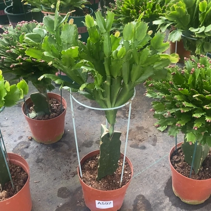 当前无花栽培后可以开花595嫁接桑吉塔