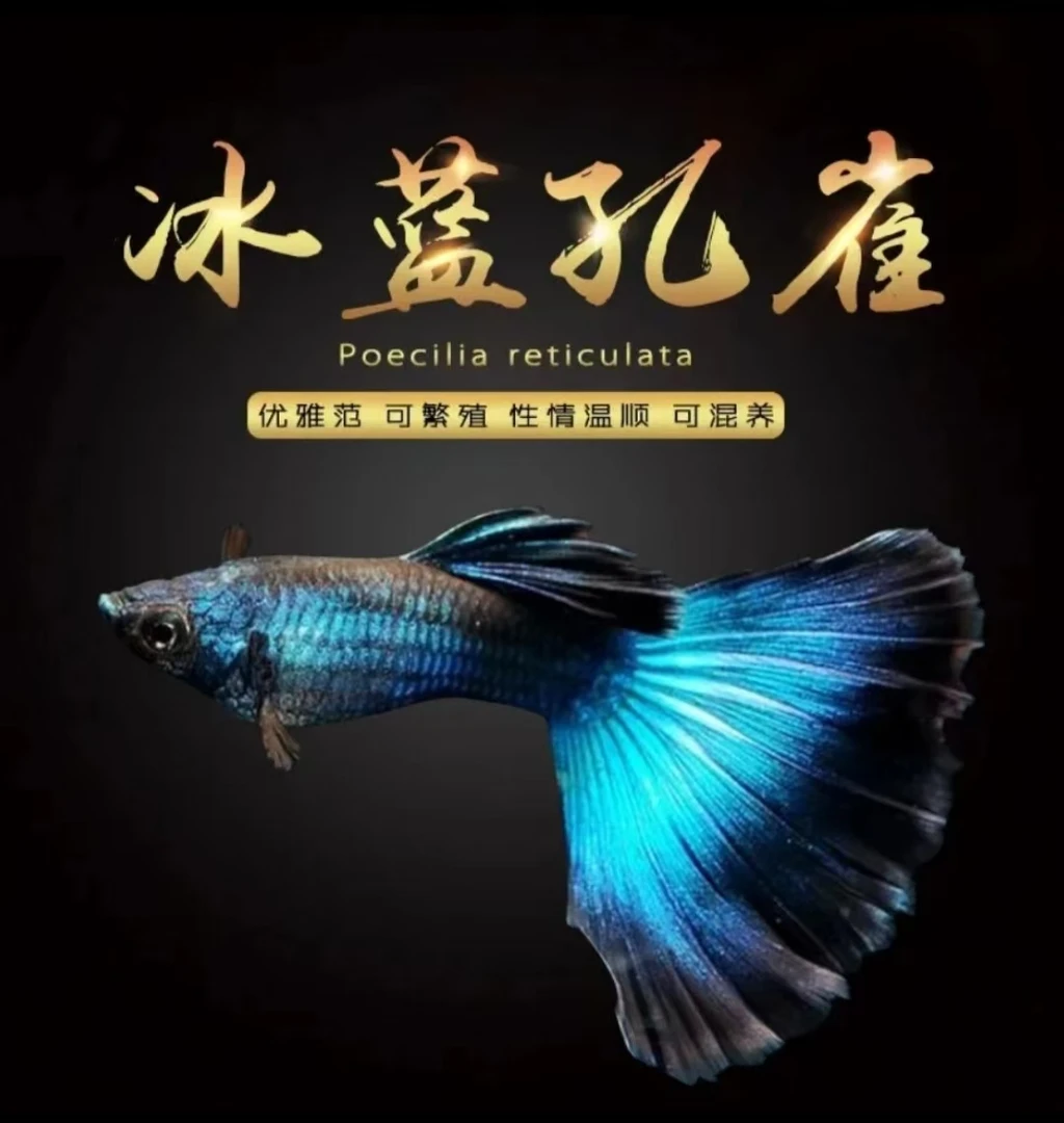 精品大冰蓝种鱼孔雀鱼带肚带大孕母临产母鱼适合白云观赏鱼金丝