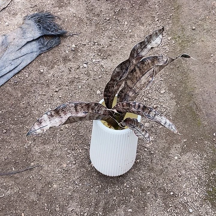 李***琳完全开放枯叶虎皮兰两个