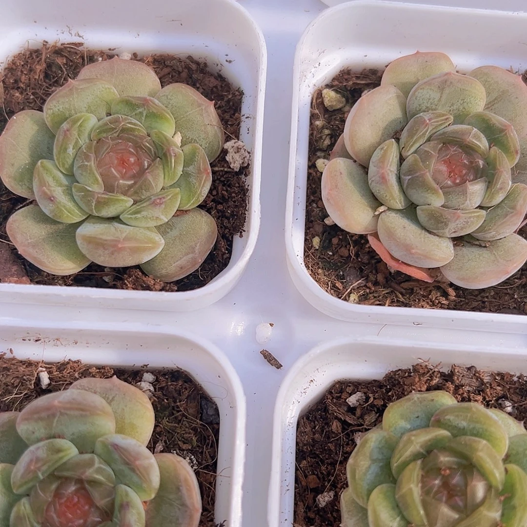 状态白恋19包邮多肉