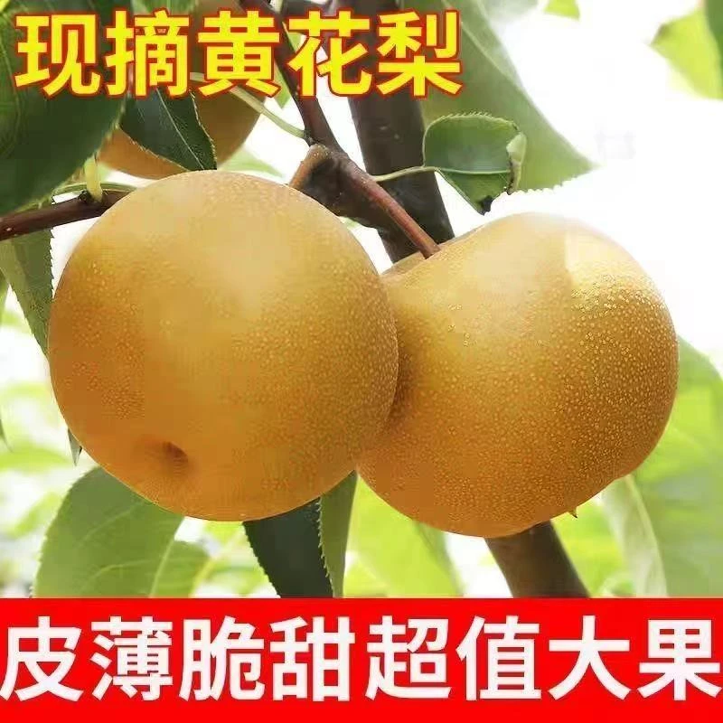 湖北黄花梨当季新鲜梨细腻甘甜