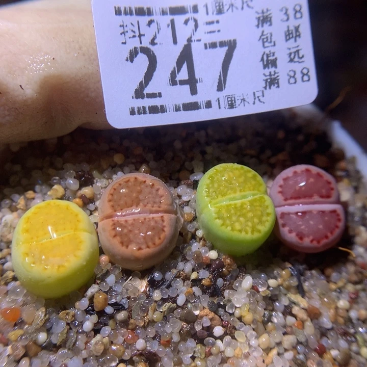 石头花多肉212.247