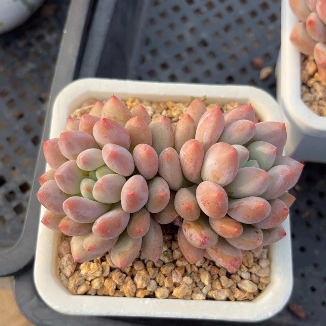 半夏双头老桩1111