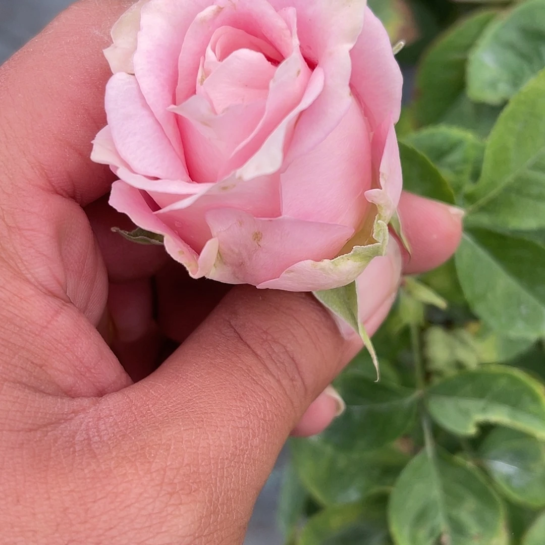无花朵———娜马珍 福利款