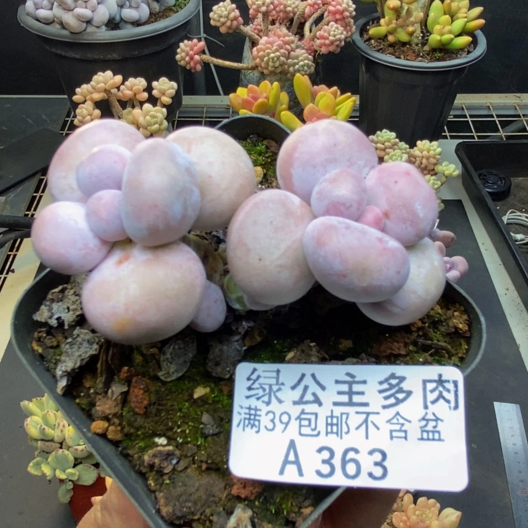 363芭比奶多肉6c m