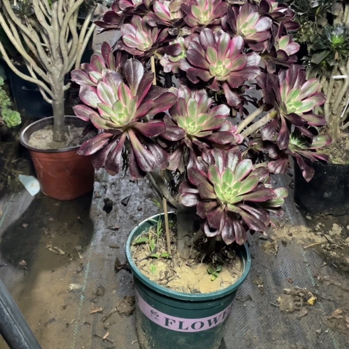 54丽娜多肉植物多肉多肉