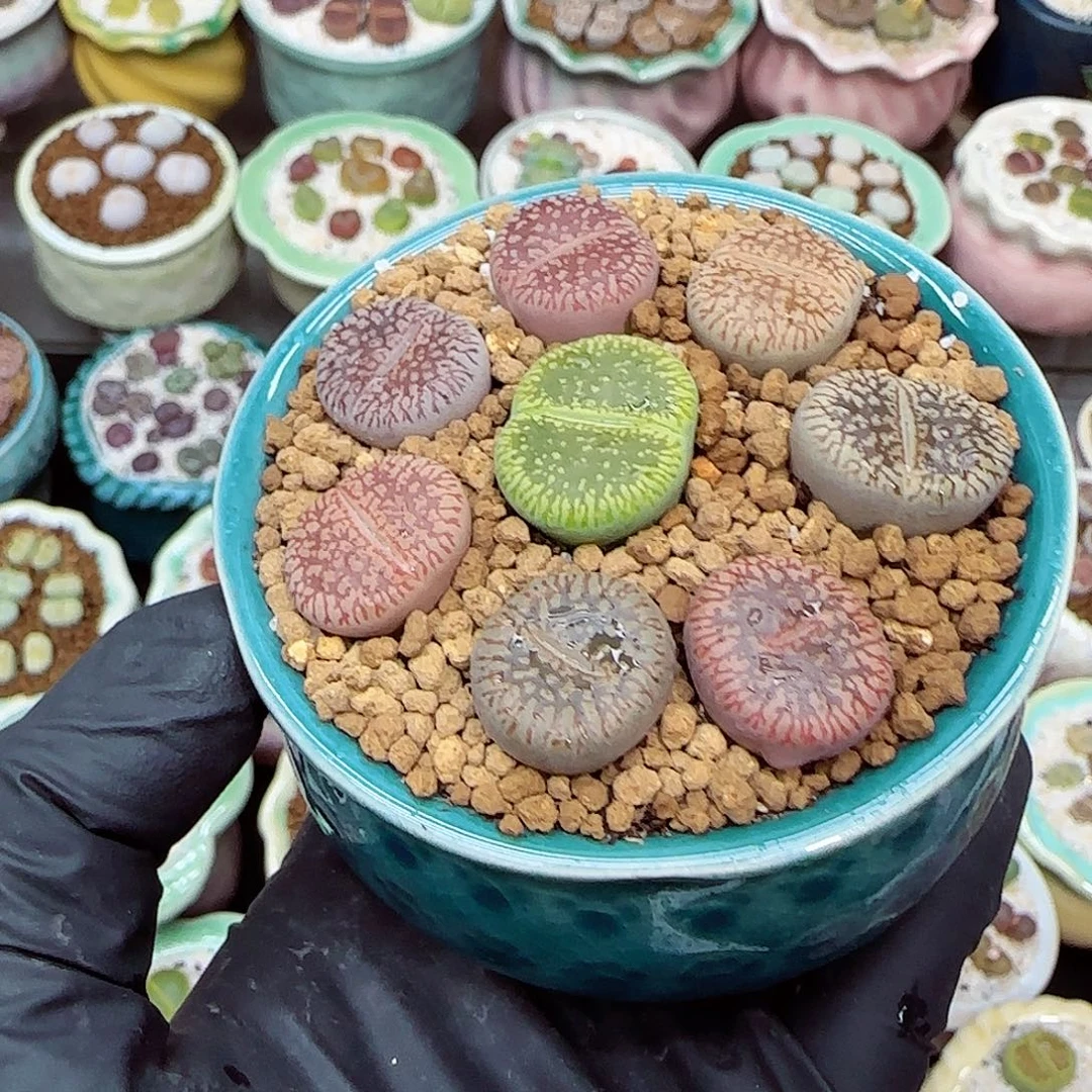 生石花满18包邮1106-45