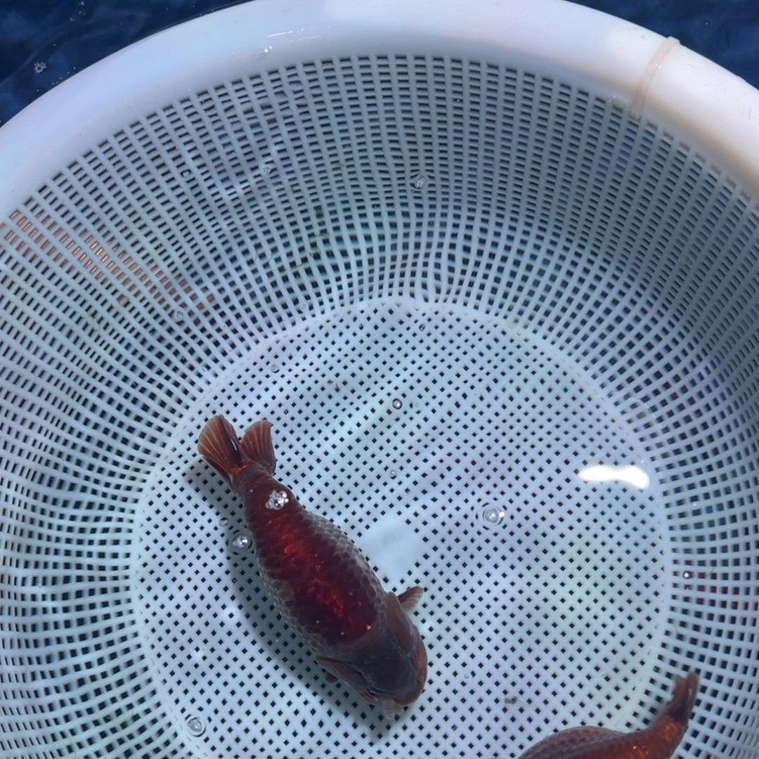 沈***海水鱼潘氏金鱼兰寿金鱼