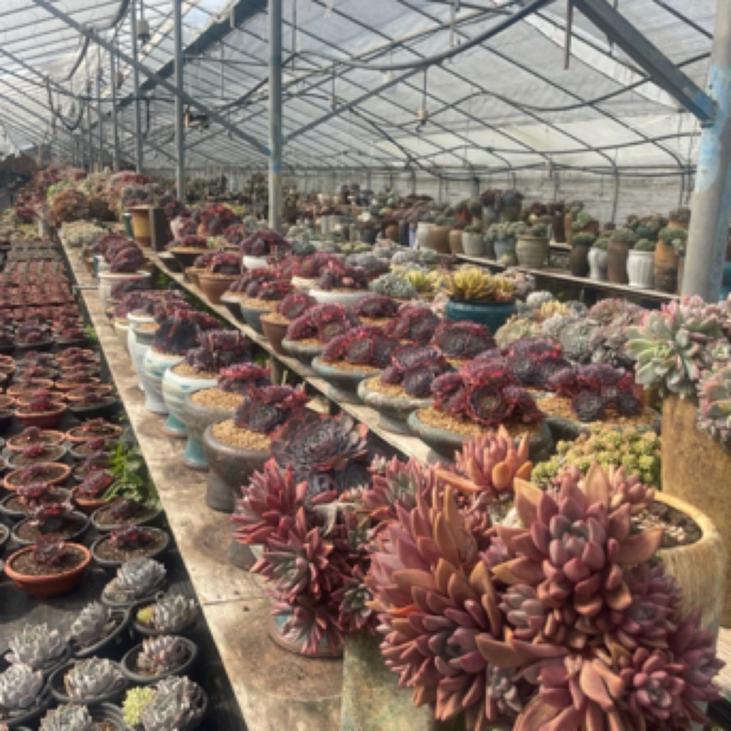 基地直销，多肉老桩，一物一拍，