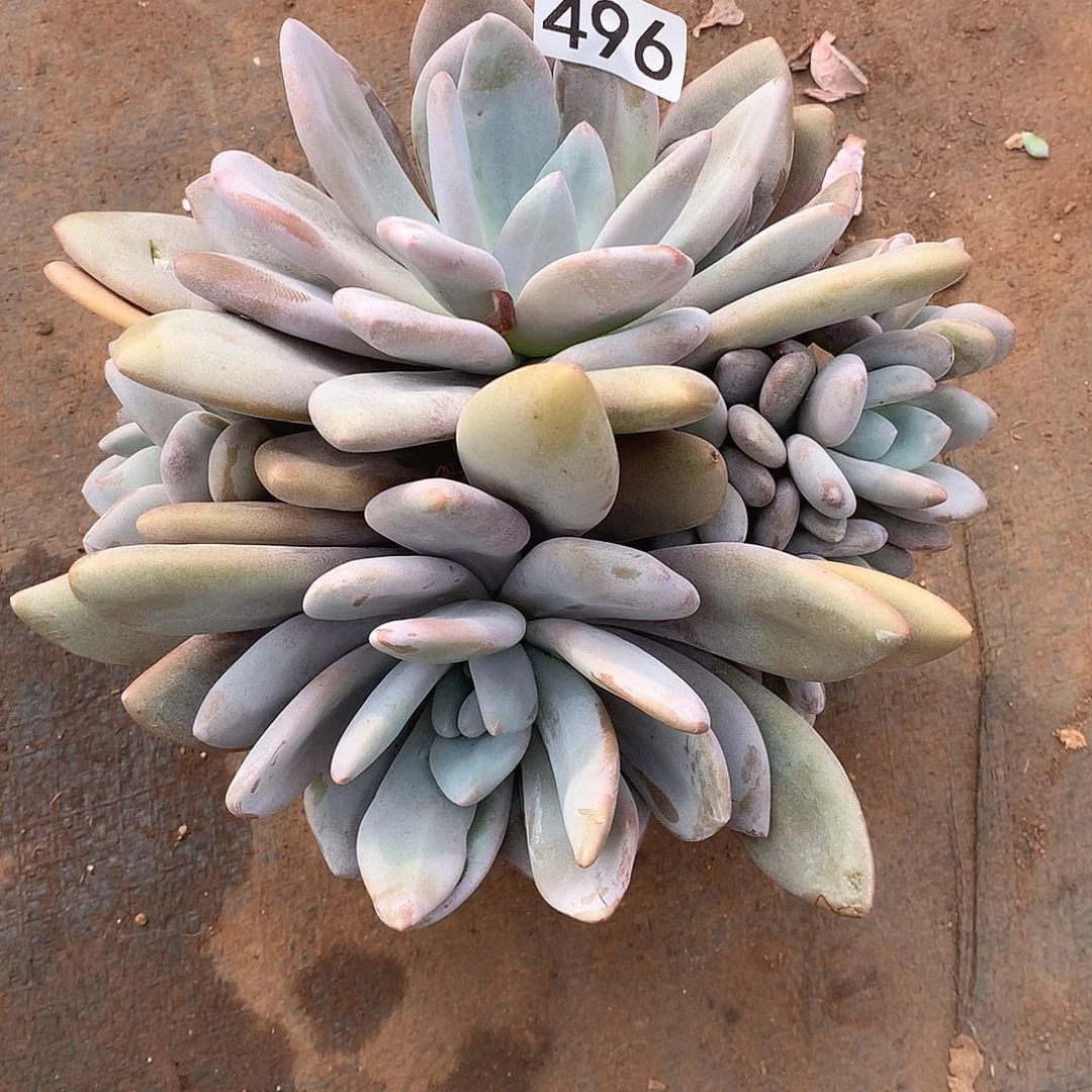 496 一物一拍多肉