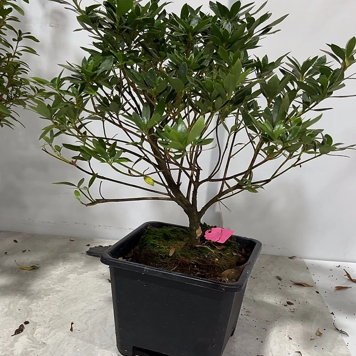 汐***恡完全开放三姐妹杜鹃