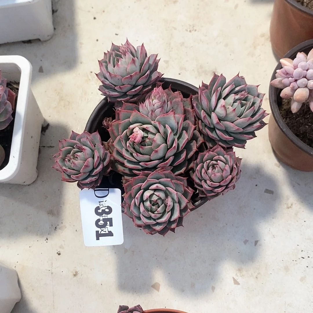 花**草351林杰安娜多肉植物