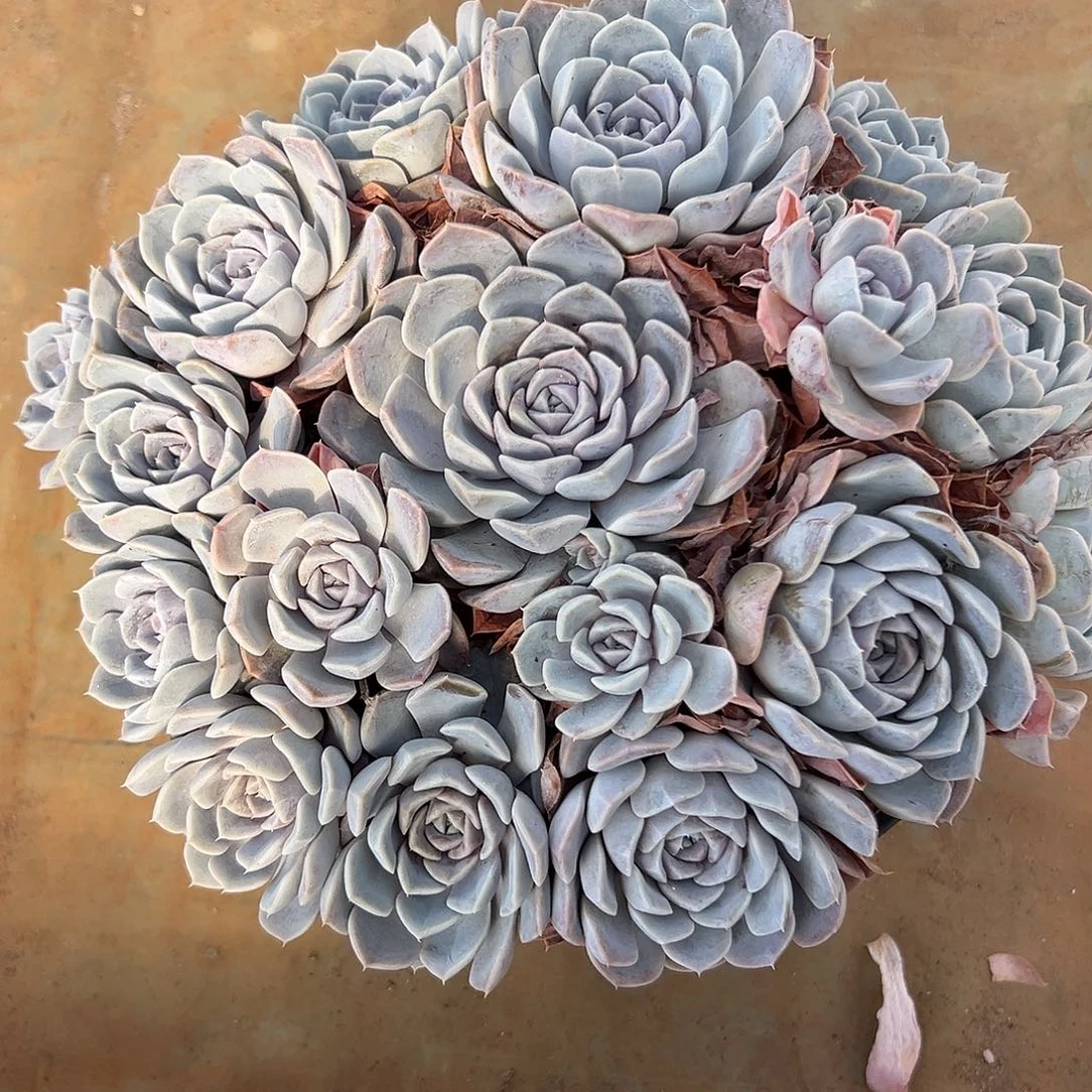 汉堡捧花一物一拍