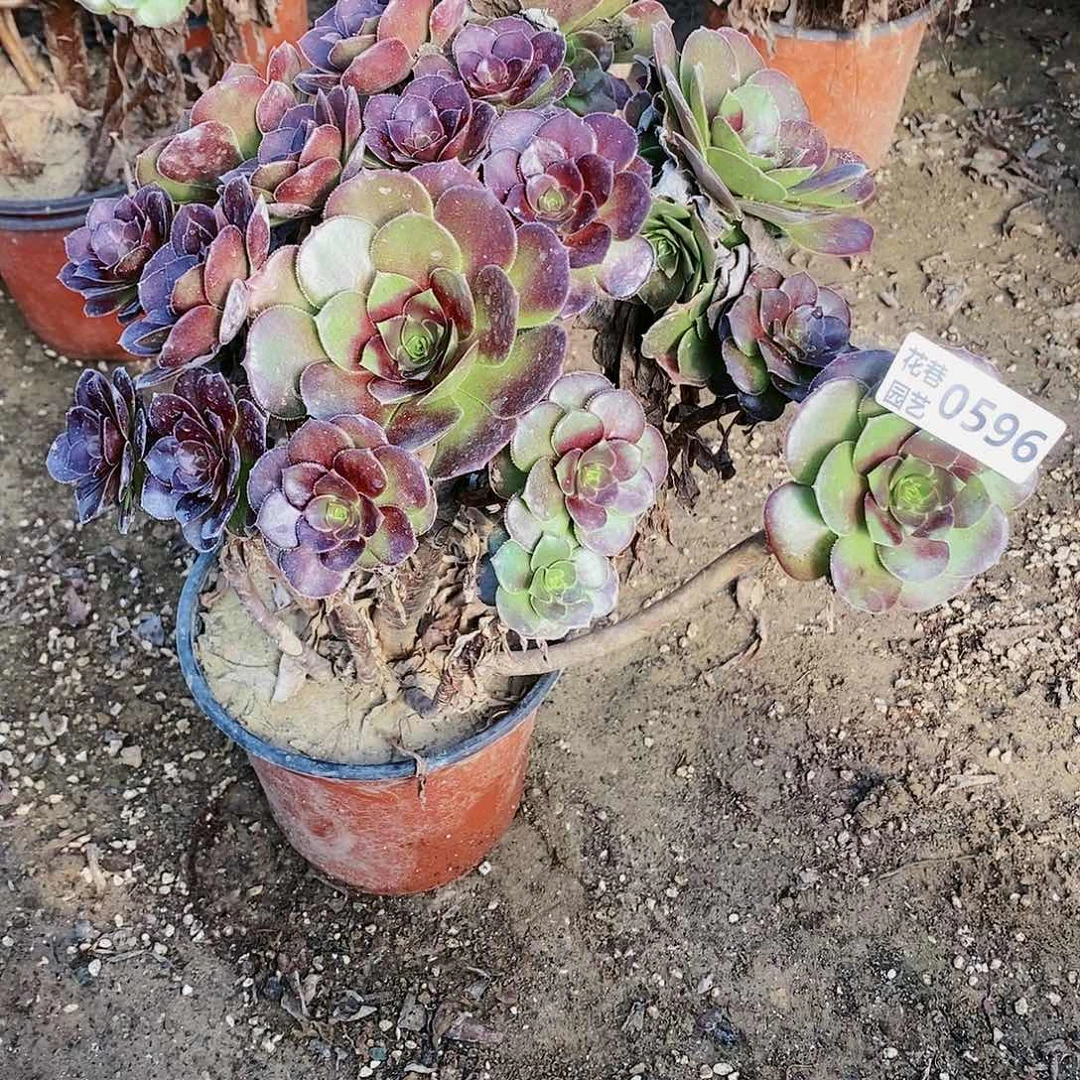 596 号荷兰玫瑰20包邮不包断枝